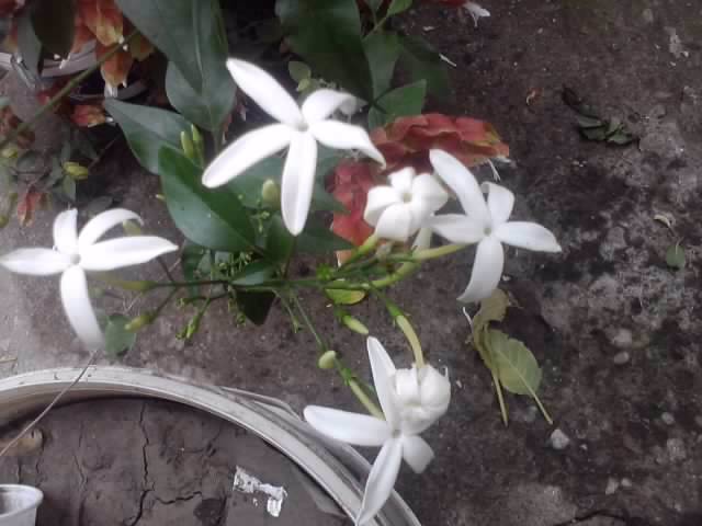 P310712_18.19_[01] - floricele-2012