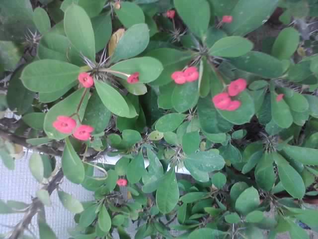 P310712_18.21 - floricele-2012