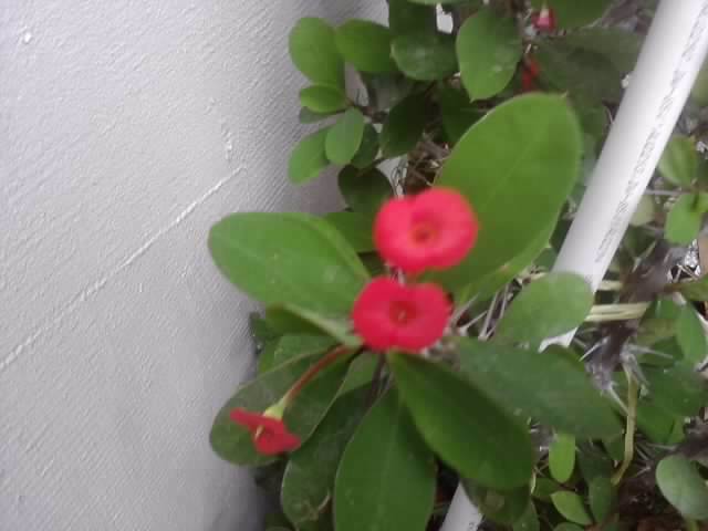 P310712_18.21_[02] - floricele-2012