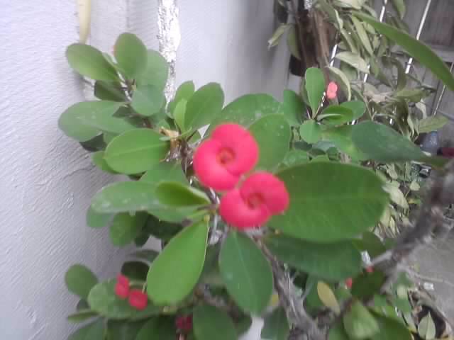 P310712_18.21_[03] - floricele-2012