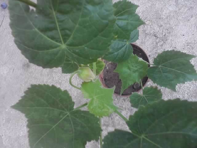 P310712_18.23 - floricele-2012