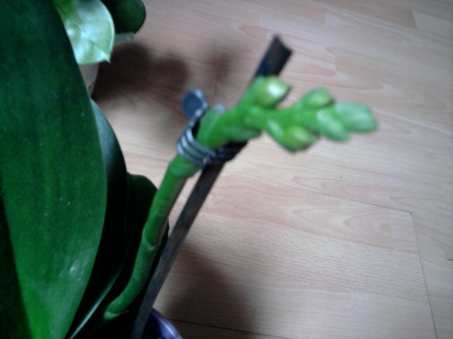 se pregteste sa infloreasca iar - orhideei