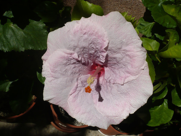 P1160446