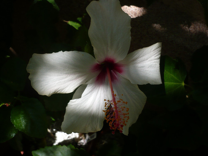 P1160455