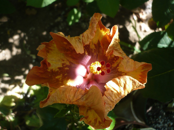 P1160457