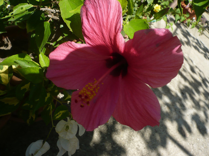 P1160460
