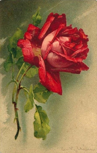 les-roses-de-catharina-klein-cartes-postales-anciennes - Goblen