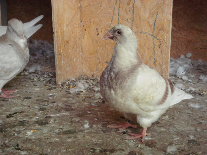 Picture 034 - PUI  2012