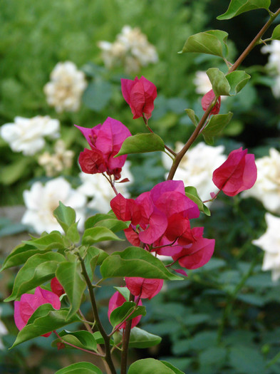 DSC00588 - Bougainvillea