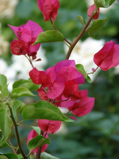 DSC00589 - Bougainvillea