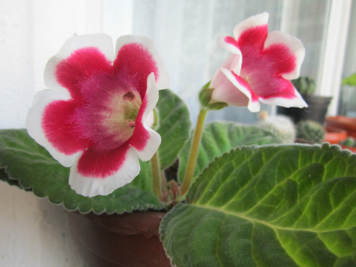 Gloxinia - Flori - 2012