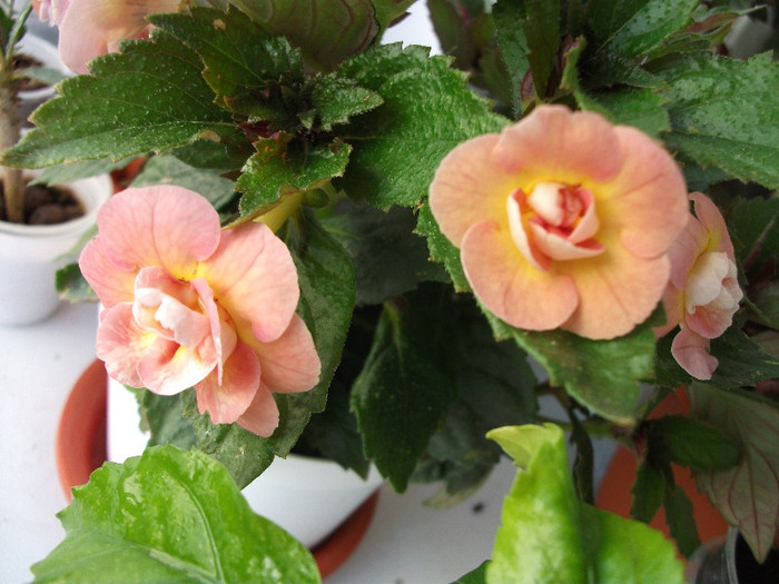 Picture 027 - Achimenes