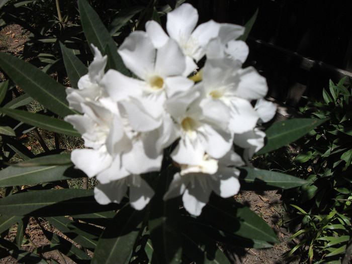 Picture 043 - Nerium Oleander_leandru