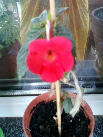 1 august 2012-flori 006 - achimenes