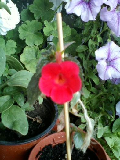 1 august 2012-flori 003 - achimenes