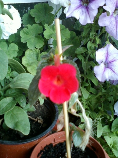 achi orange delight - achimenes