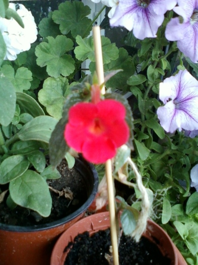 1 august 2012-flori 005 - achimenes