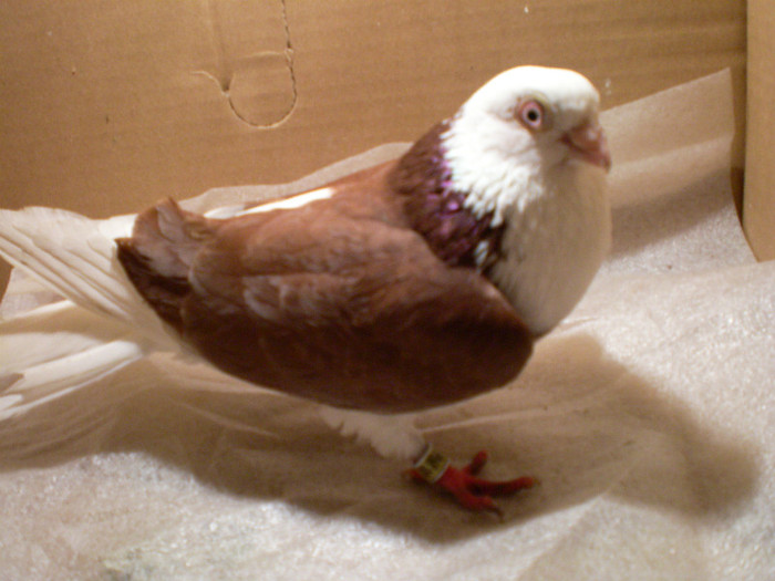 CAZATOR DE LA MARE INALTIME