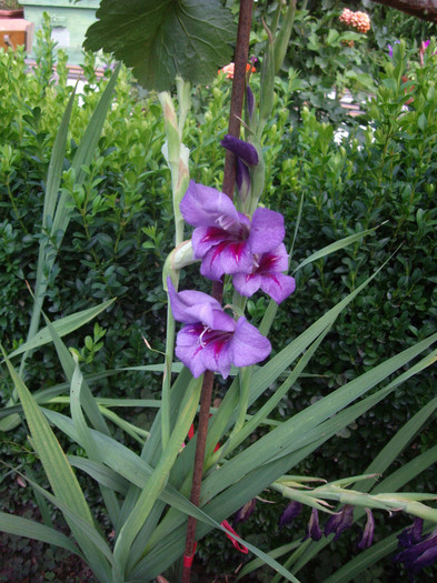 IMGP3531 - gladiole