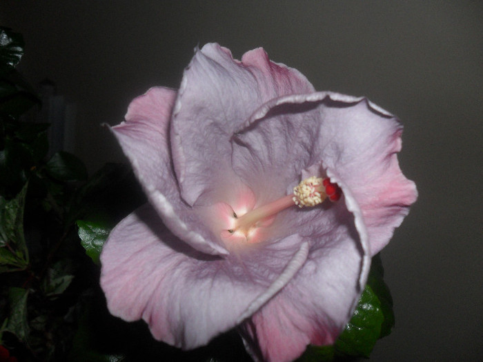 Hibiscus Cajun Blue
