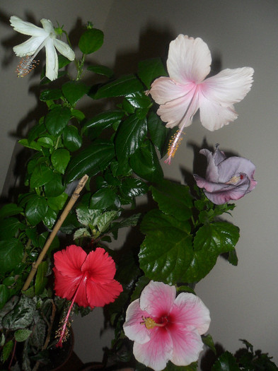 Hibiscus grup