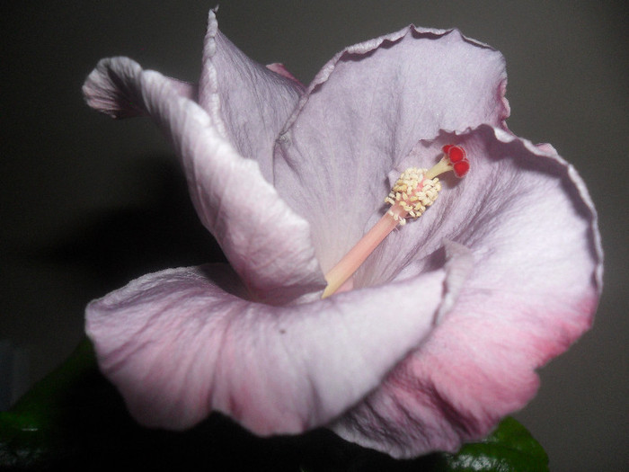 Hibiscus Cajun Blue