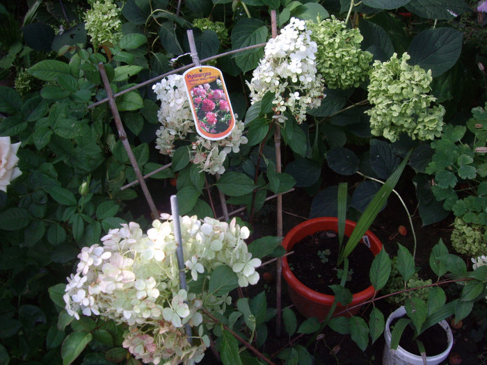 IMGP3542 - Piersic pitic-DWARF