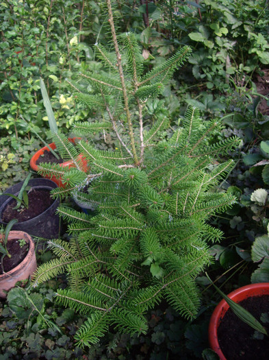 IMGP3543 - Piersic pitic-DWARF