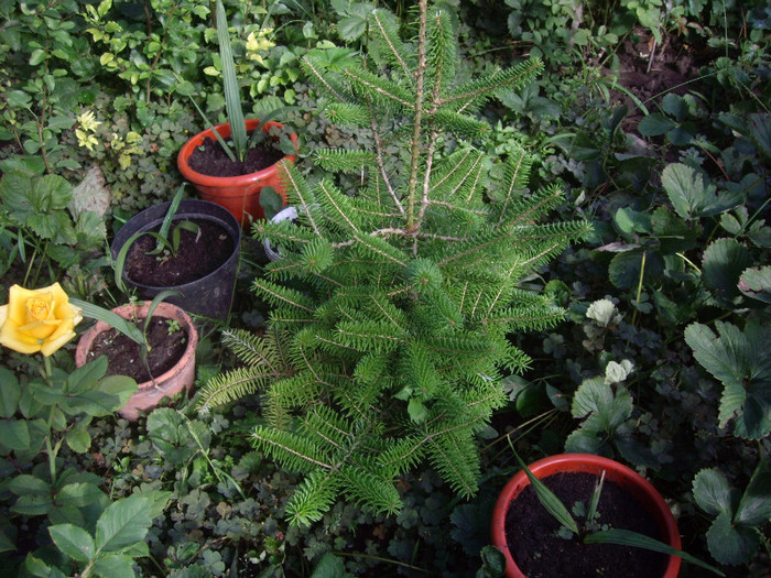 IMGP3544 - Piersic pitic-DWARF