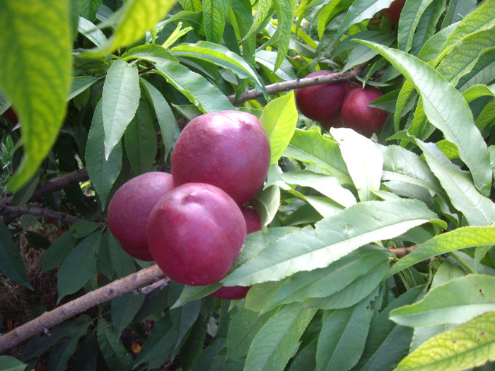 IMGP3552 - Piersic pitic-DWARF