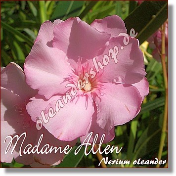 POZA MADAME ALLEN - MADAME ALLEN