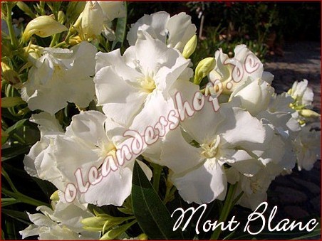 mont_blanc2 - MONT BLANC