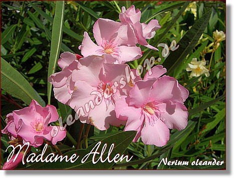 MADAME ALLEN