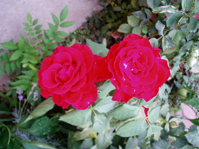 1 August - Iulie-August