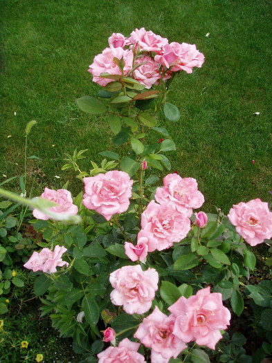 Queen Elisabeth - Iulie-August