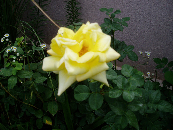 Landora; Sunblest - Iulie-August