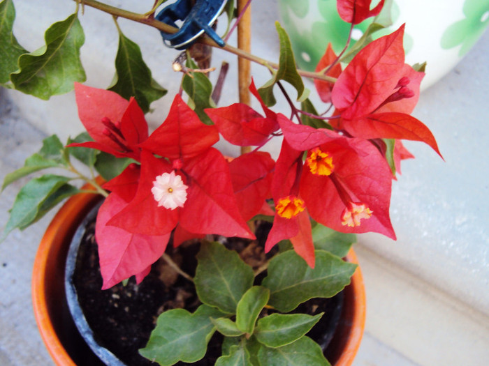 DSC08577 - Bougainvillea- un nou sezon