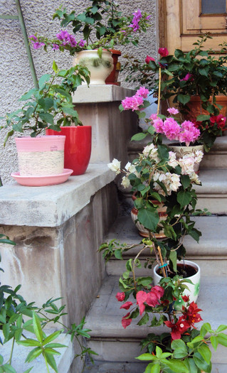 DSC08581 - Bougainvillea- un nou sezon