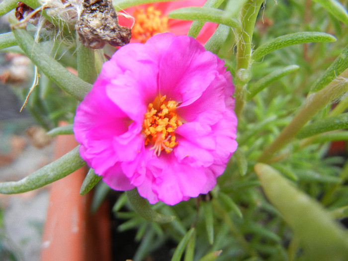 Portulaca grandiflora (2012, July 31) - PORTULACA Grandiflora