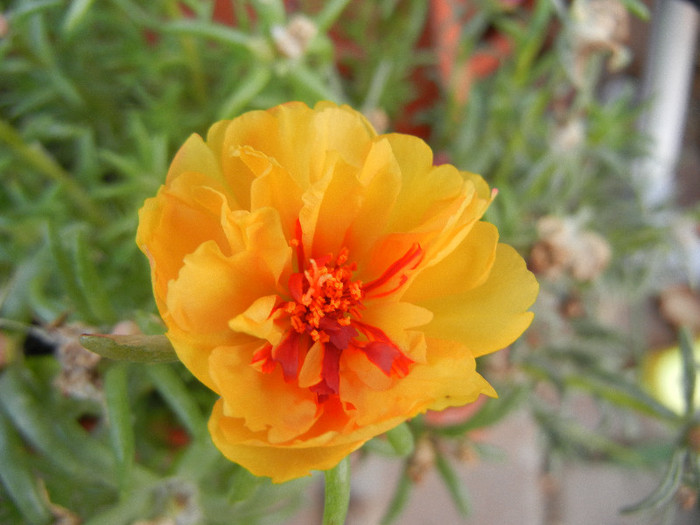 Portulaca grandiflora (2012, July 31)