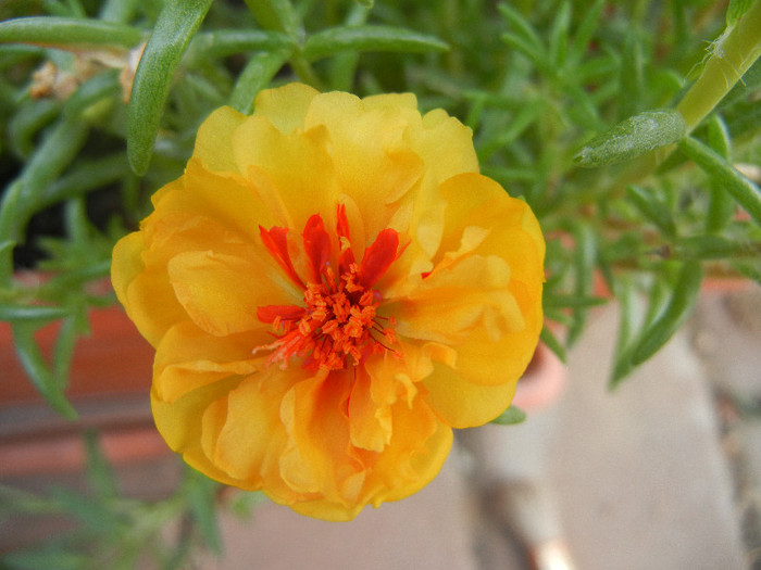 Portulaca grandiflora (2012, July 31)