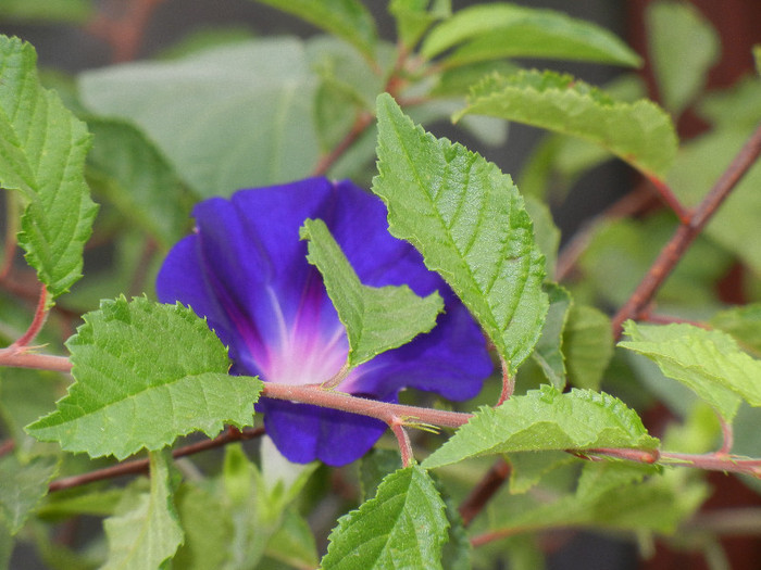 Morning Glory_Ipomoea (2012, July 30)