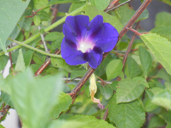 Morning Glory_Ipomoea (2012, July 31) - ZORELE Ipomoea