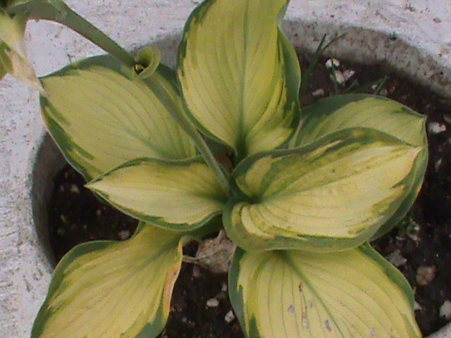 DSC01811 - Hosta