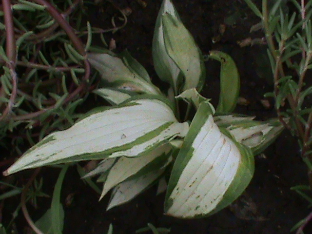 DSC01812 - Hosta