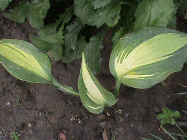 DSC01813 - Hosta