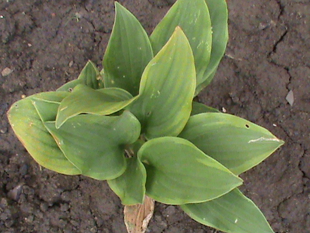 DSC01814 - Hosta