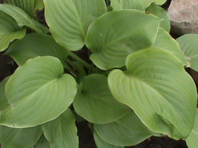 DSC01816 - Hosta