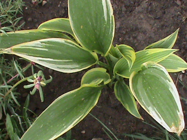 DSC01817 - Hosta