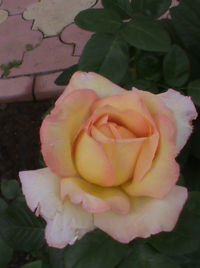 DSC01797 - Trandafiri 2012